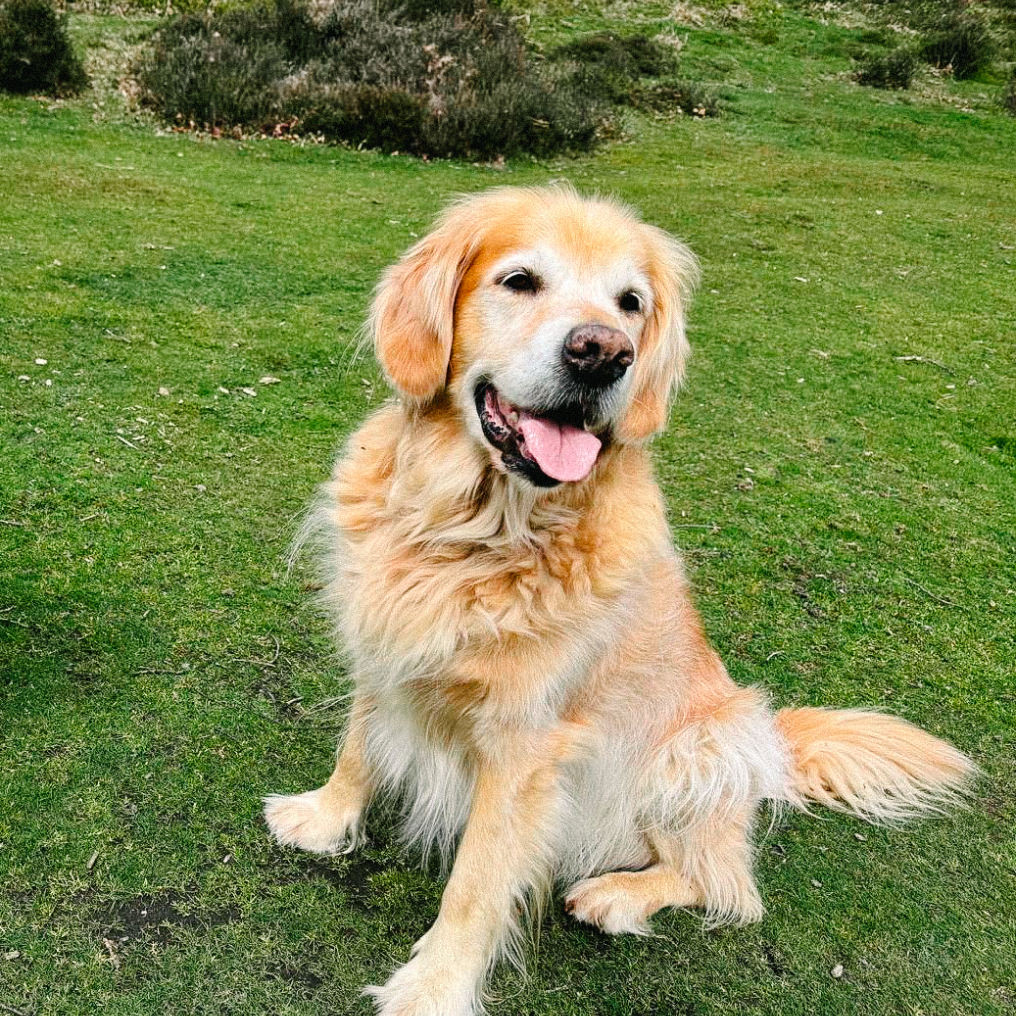 Introduction au métier d'ostéopathe animal