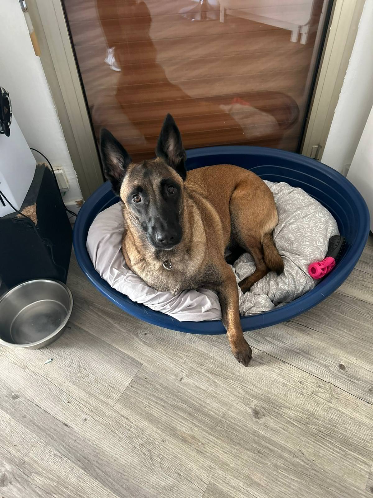 Photo de Shana, l'un des chiens disponible à l'adoption à la SPA de Grasse, le refuge de l'espoir