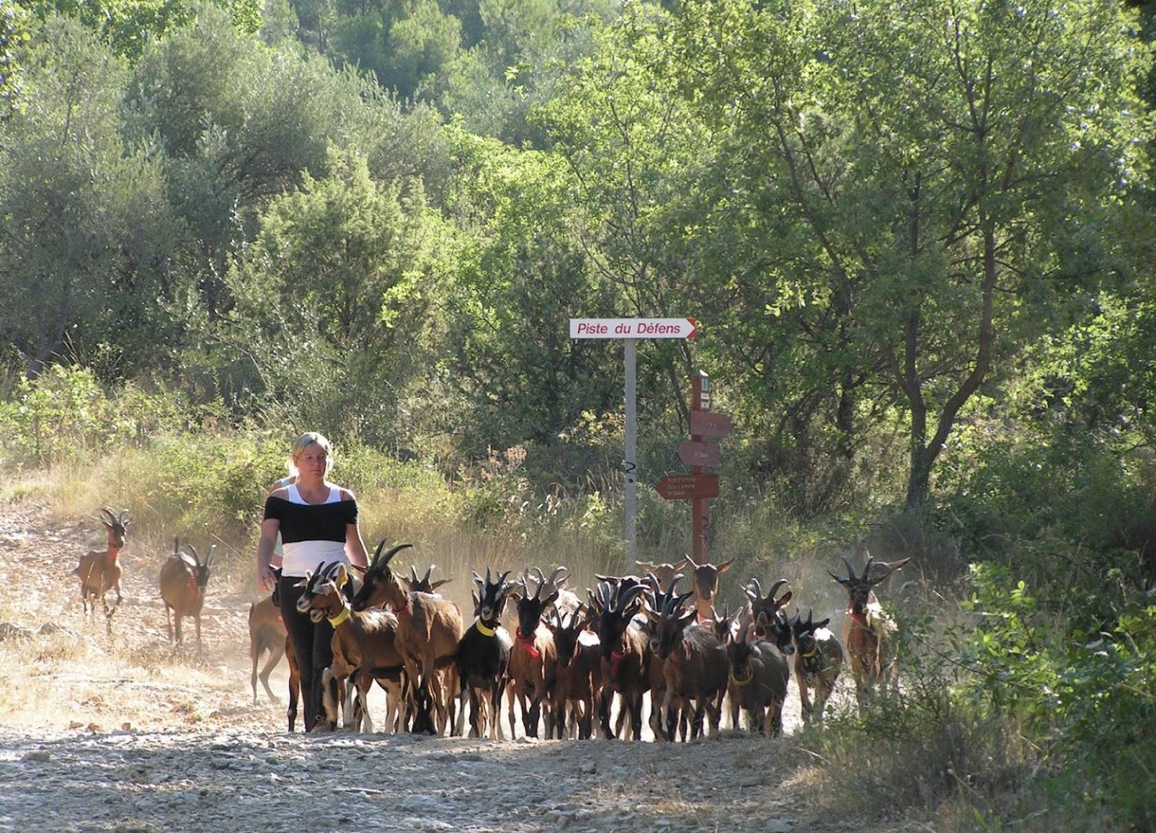 Photo des chèvres du Bois d'Amont